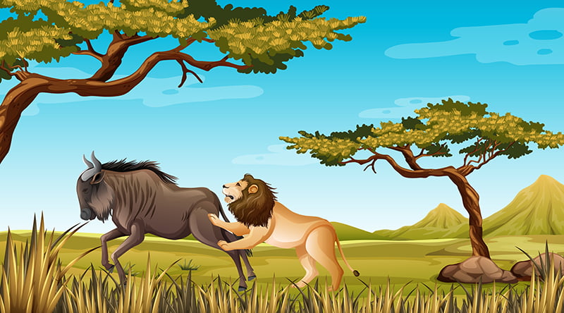 πρόσληψη τροφής - λιοντάρι κυνηγάει