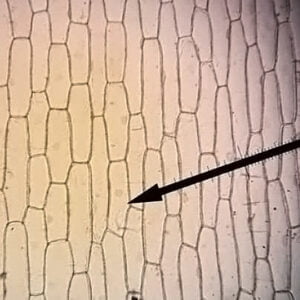 μικροσκοπική παρατήρηση κυττάρων κρεμμυδιού
