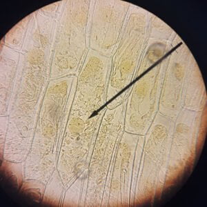 μικροσκοπική παρατήρηση κυττάρων κρεμμυδιού