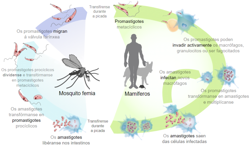Πρωτόζωα - το πλασμώδιο της ελονοσίας
