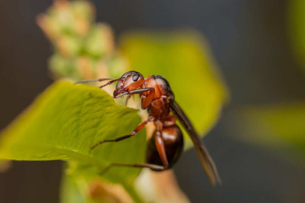small ant on green plant in wildlife