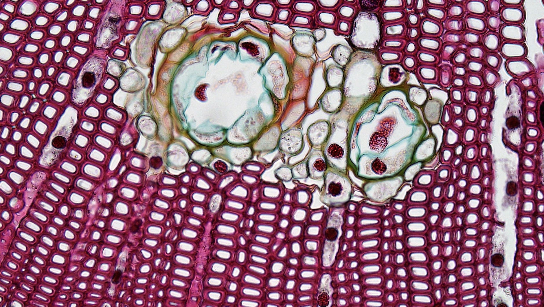 tissue under microscope